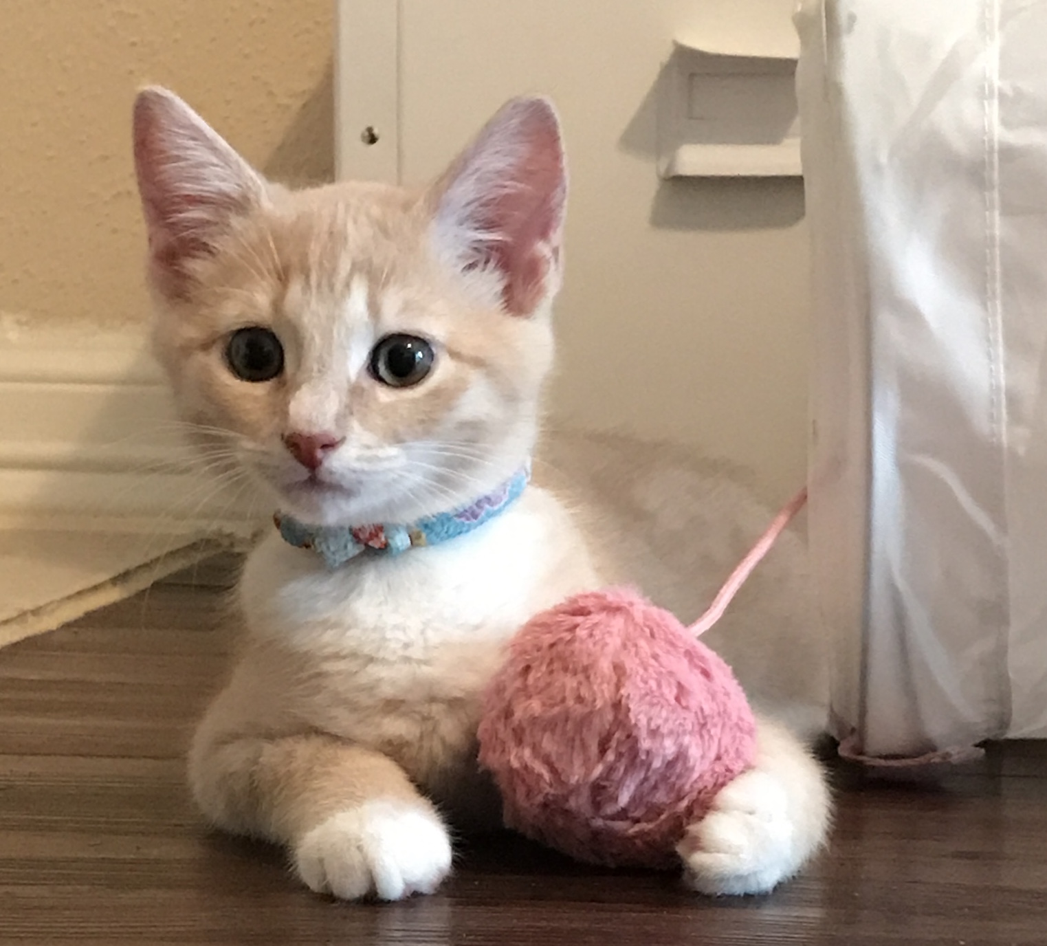 Maru
