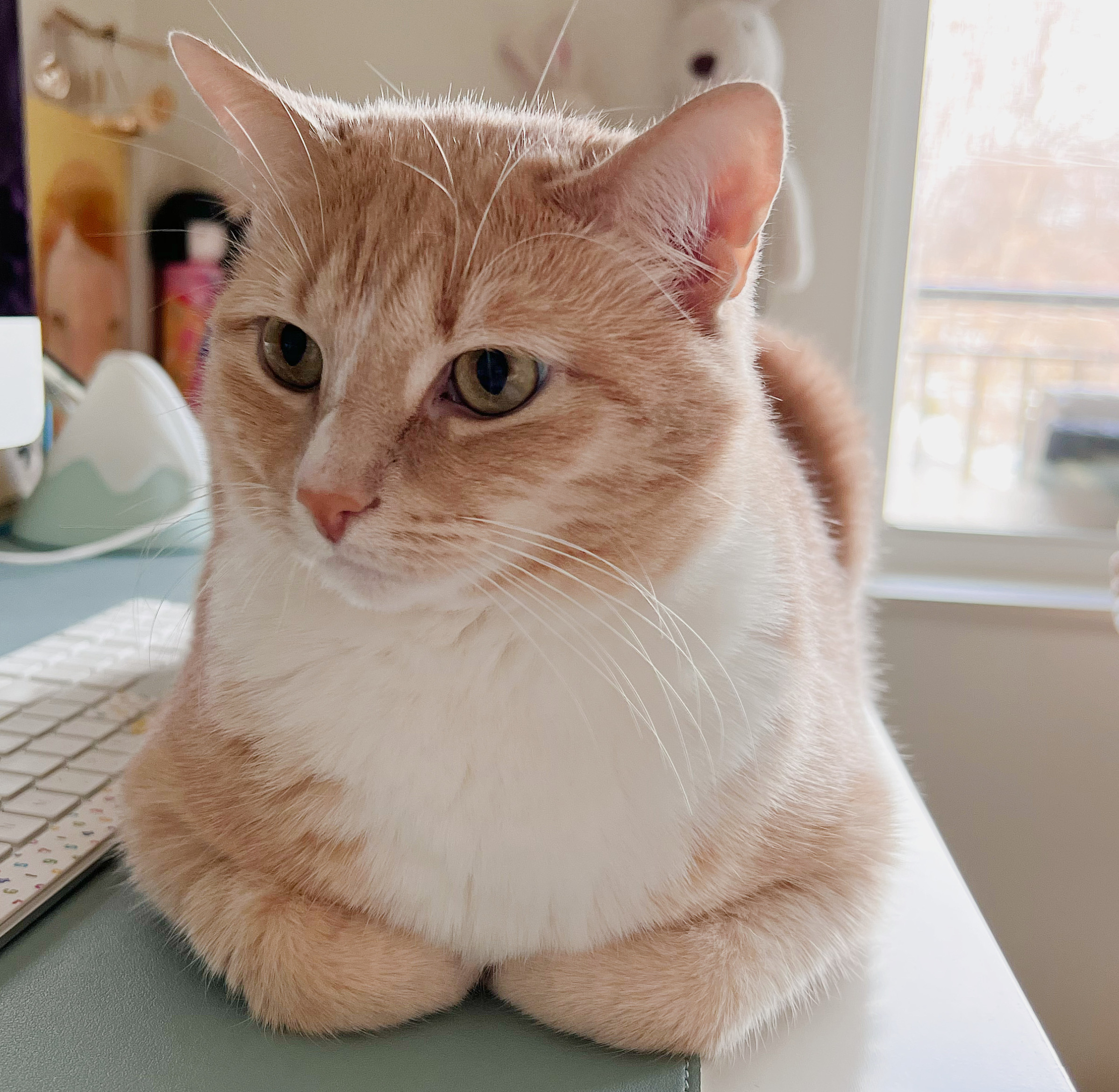 Loaf